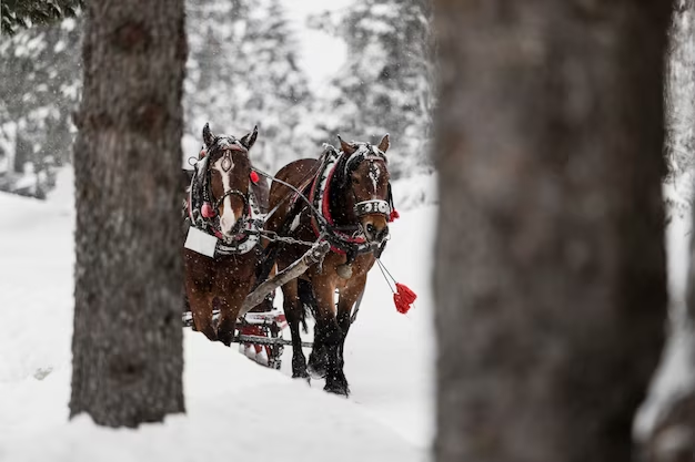 Winter sleigh 